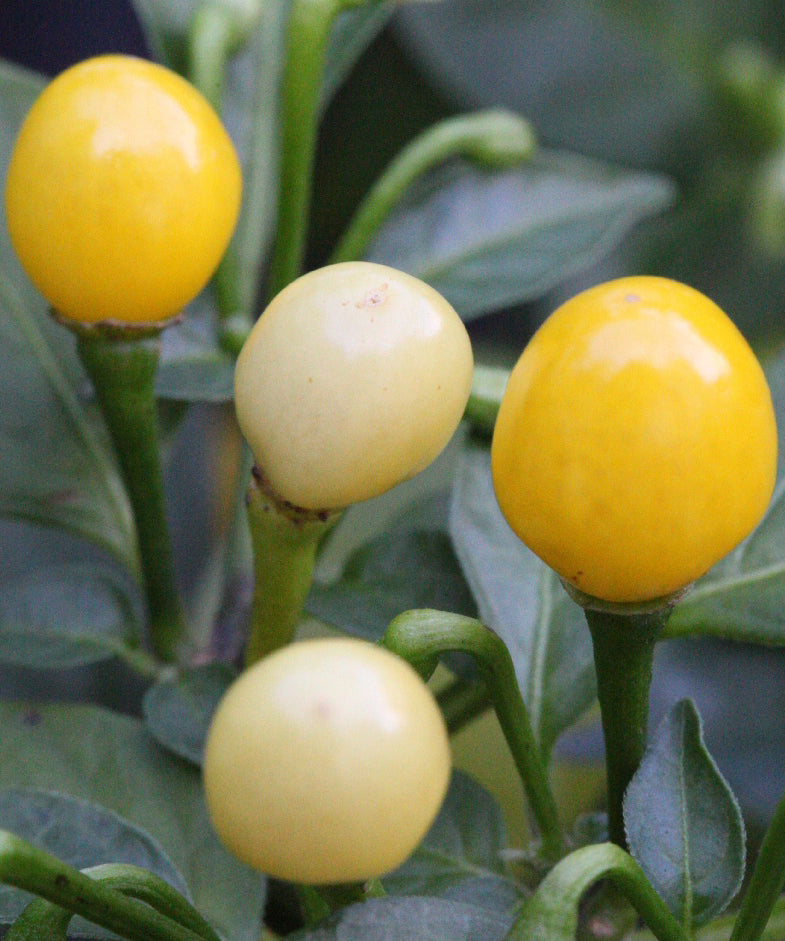 Habanero Yellow Jelly Bean Chilli