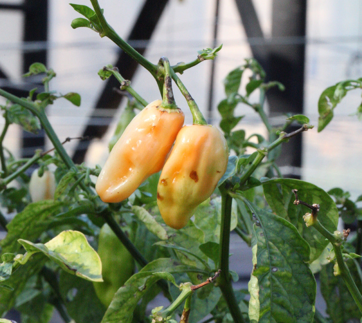 Habanero Pimenta Luna