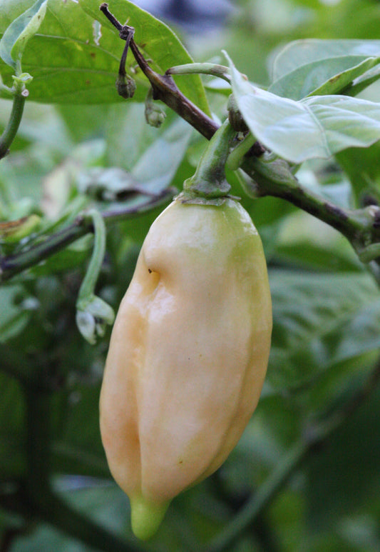 Habanero Pimenta Luna