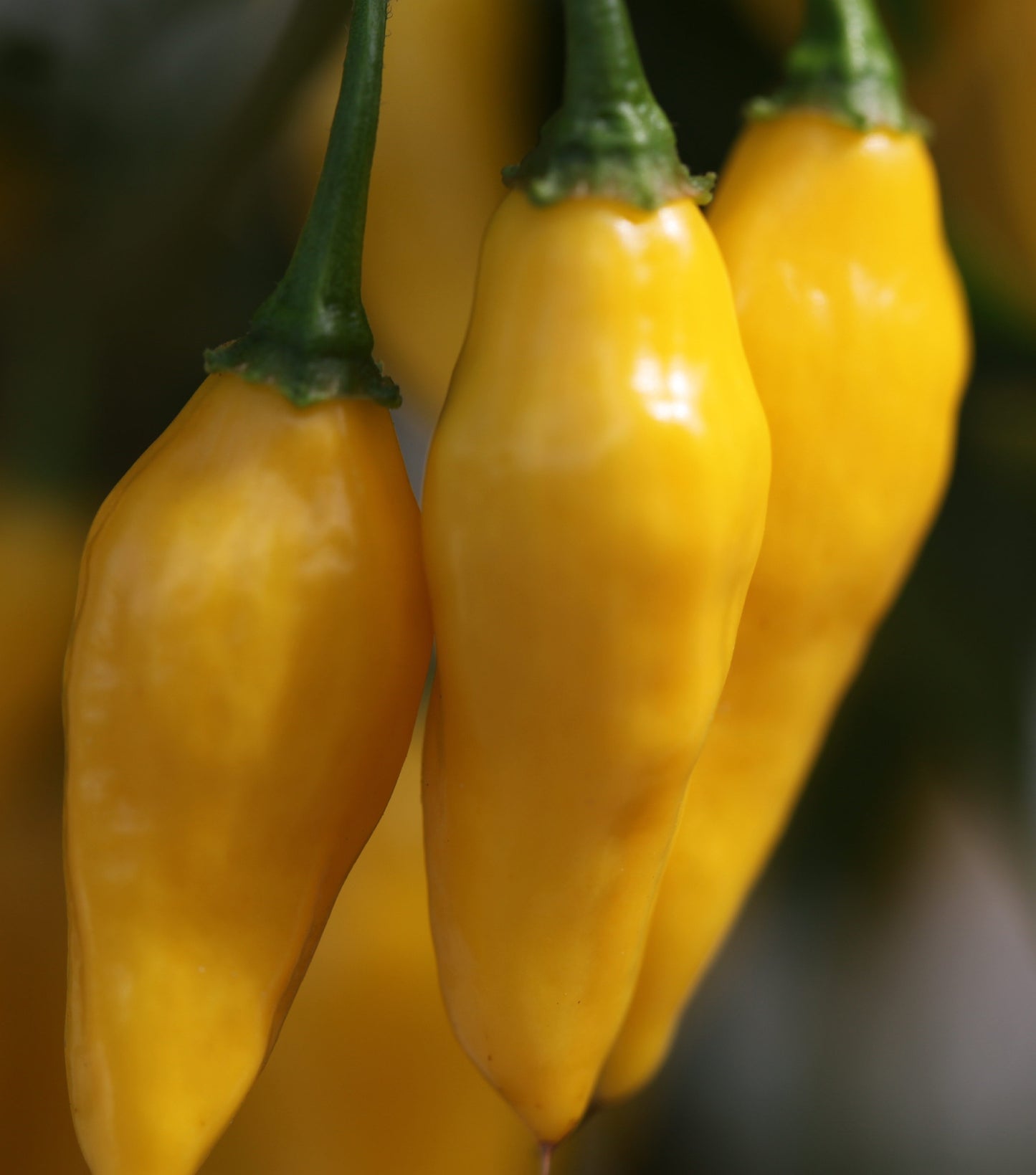 Aji Limon (Lemon Drop)