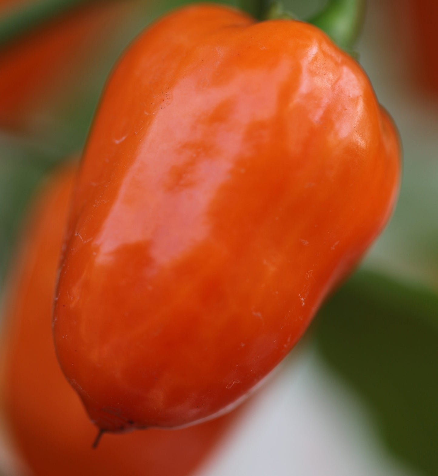 Habanero