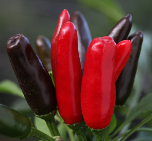 African Birds Eye (Piri Piri Chilli)
