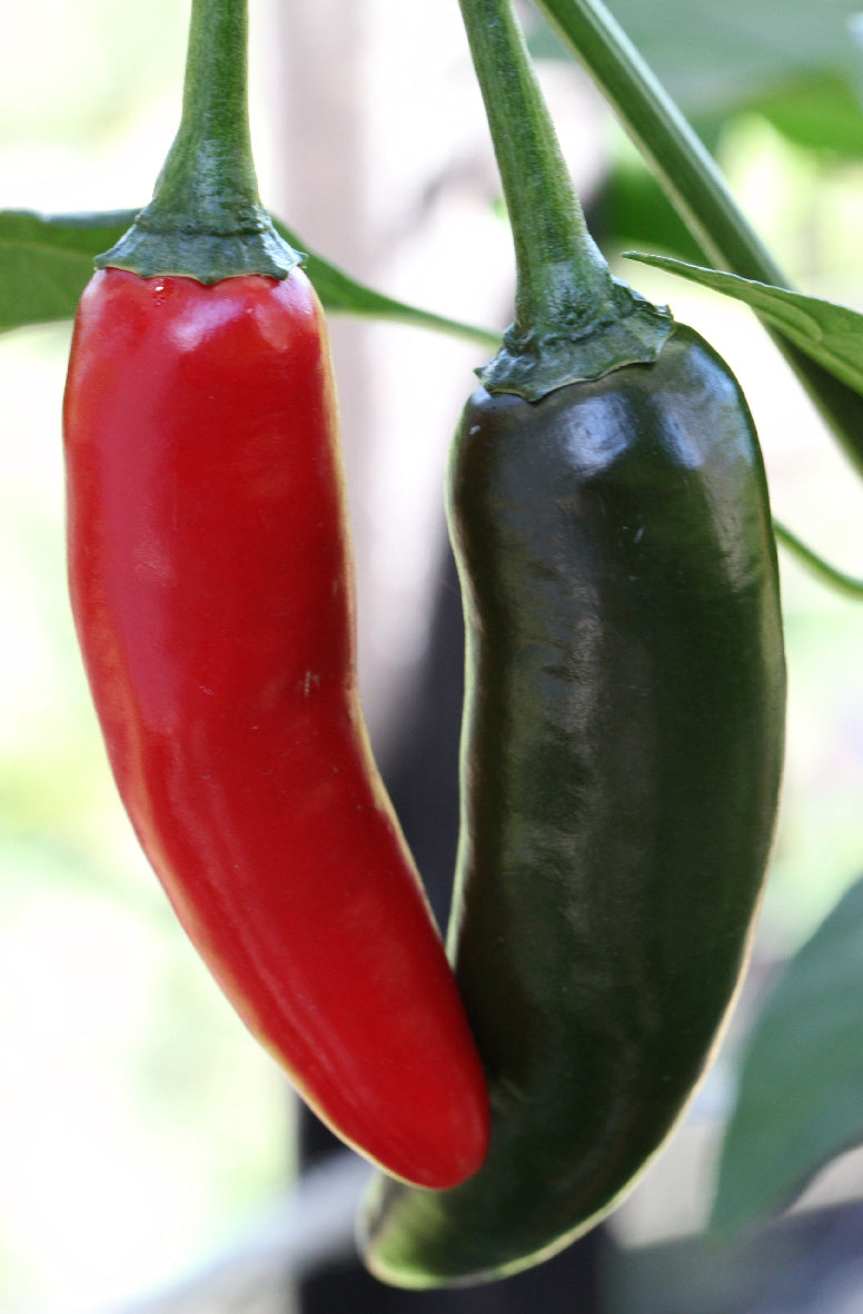 Cayenne Chilli