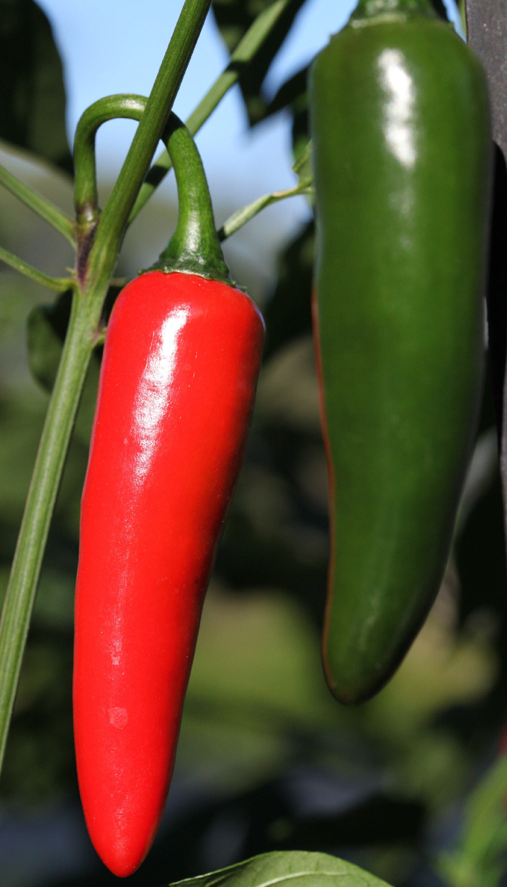 Cayenne Chilli