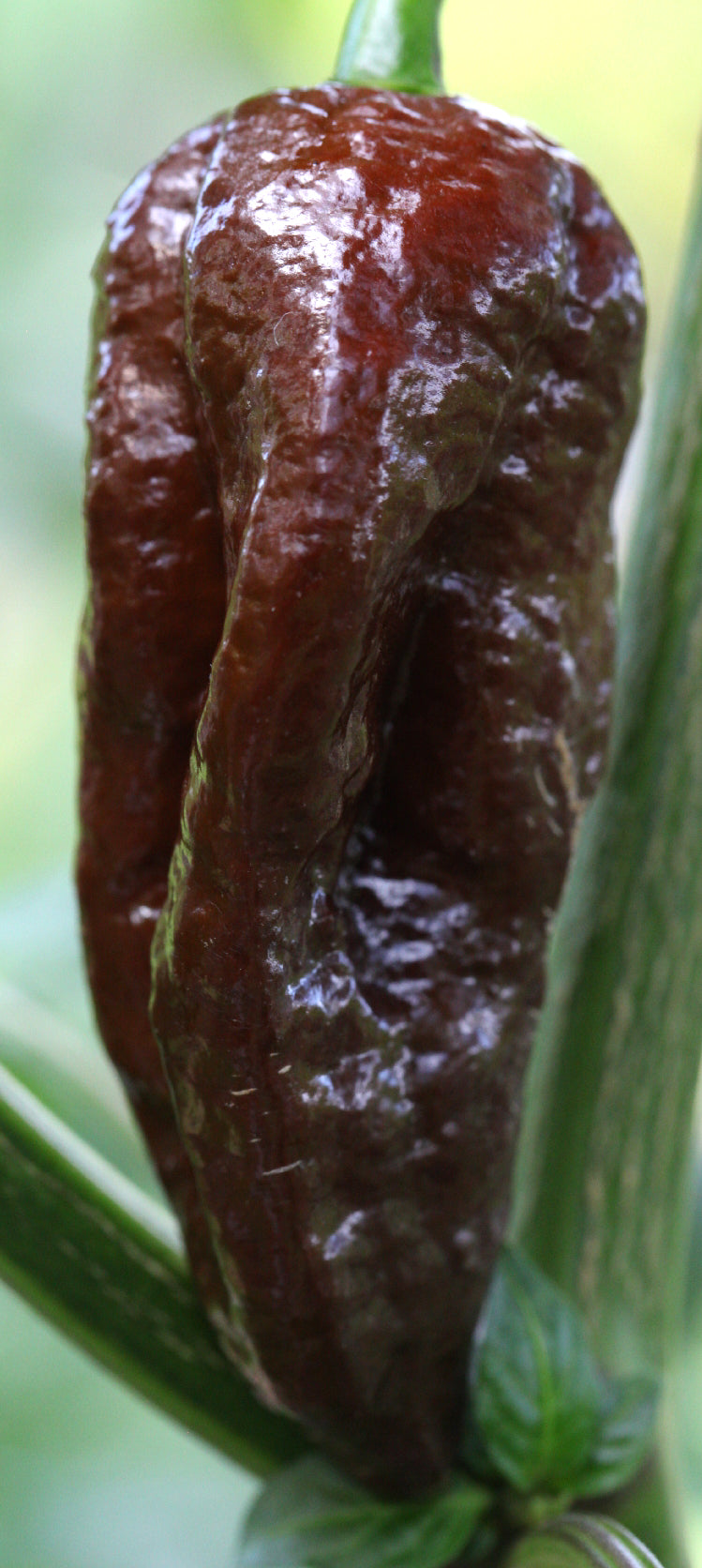 Naga Bhut Jolokia (Ghost Chilli)