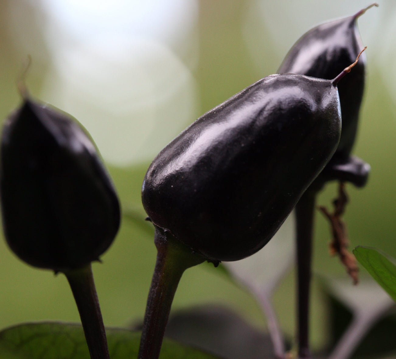 Black Prince