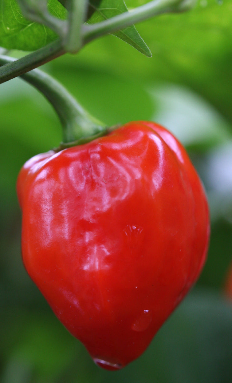 Habanero
