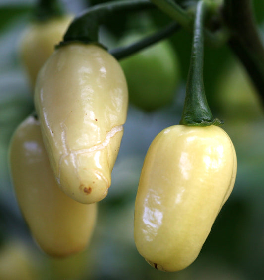 Habanero White Jelly Bean Chilli