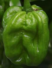 Habanero XL