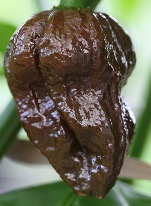 Trinidad 7 Pod