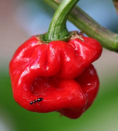 Naga Bhut Jolokia (Ghost Chilli) Cross Douglah (AKA Trinidad 7 Pod Red)