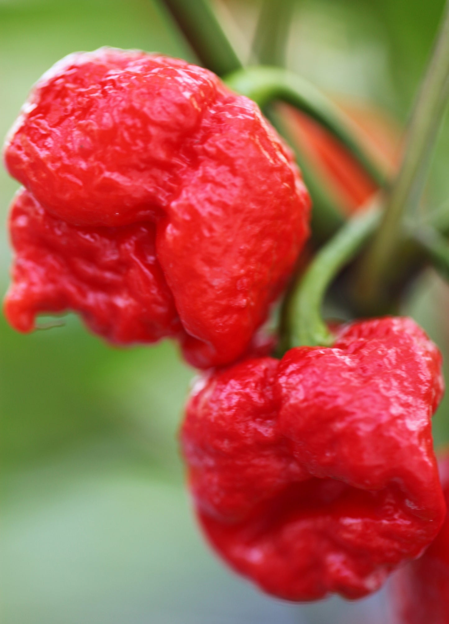 Trinidad 7 Pod Brain Strain
