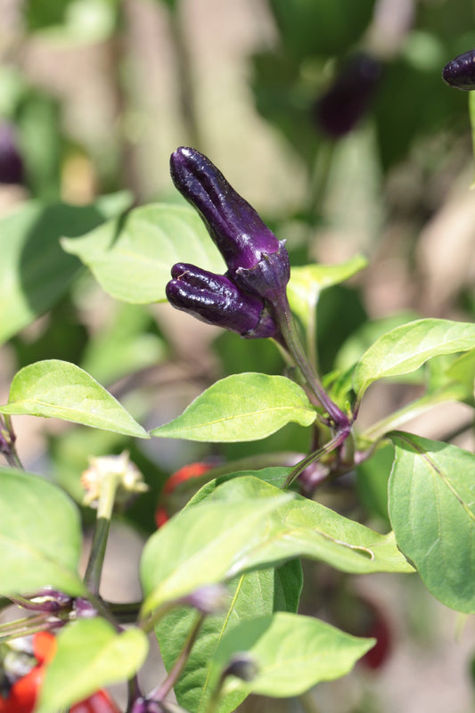Scorpion Tongue Black