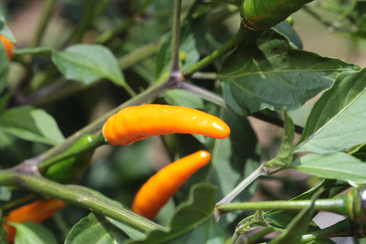 Cobra Chilli