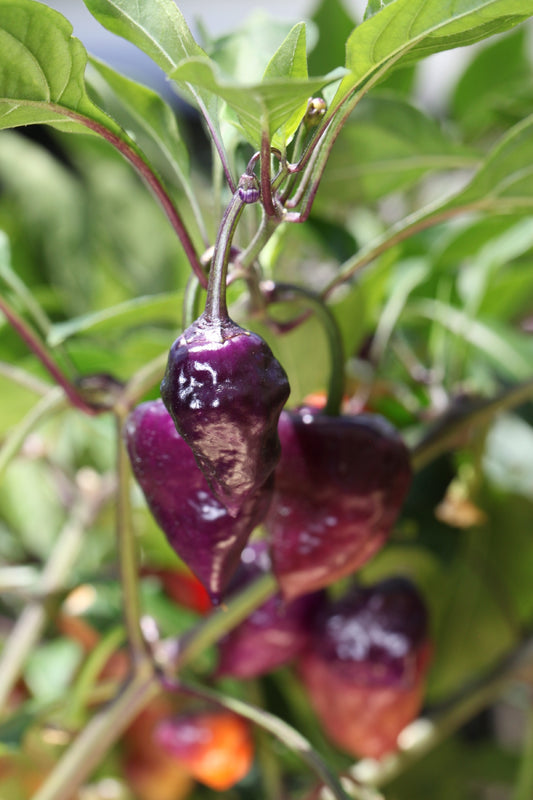 Purple UFO Chilli