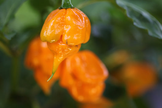 Trinidad Scorpion Cardi