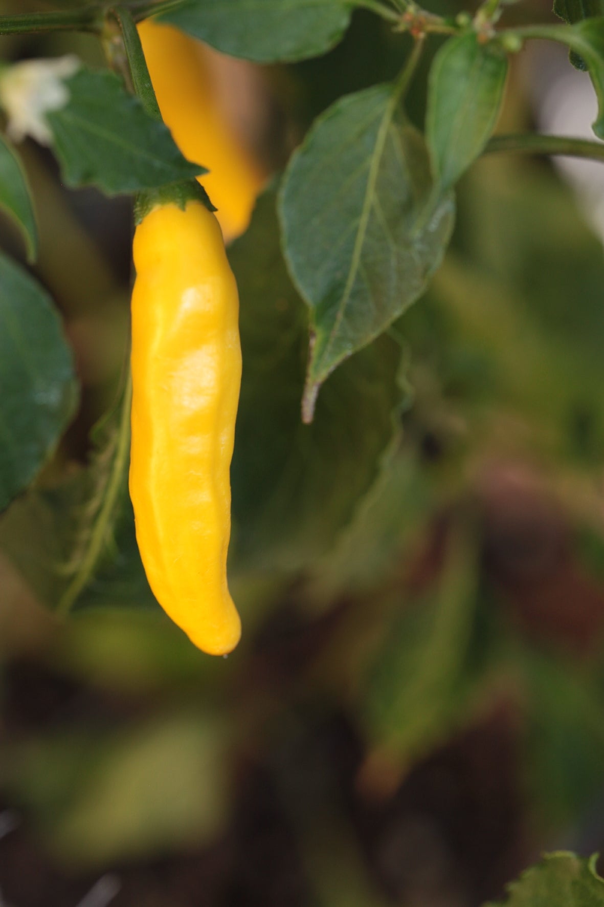 Aji Pineapple