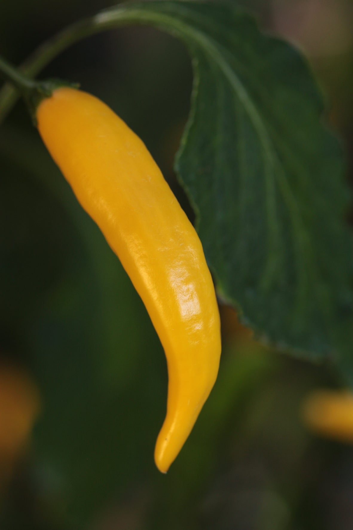 Aji Pineapple