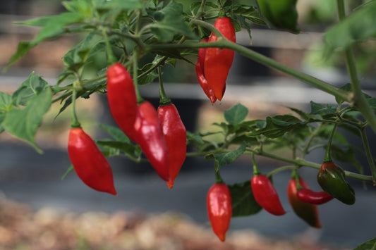 Habanero Hot Pepper Lantern