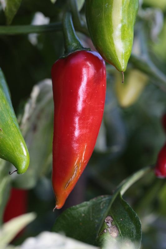 Fish Pepper