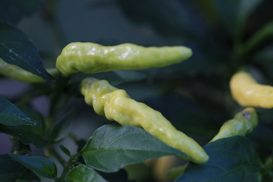 Habanero Aribibi Gusano (Caterpillar Chilli)