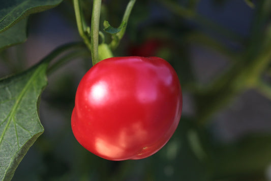 Mini Capsicums