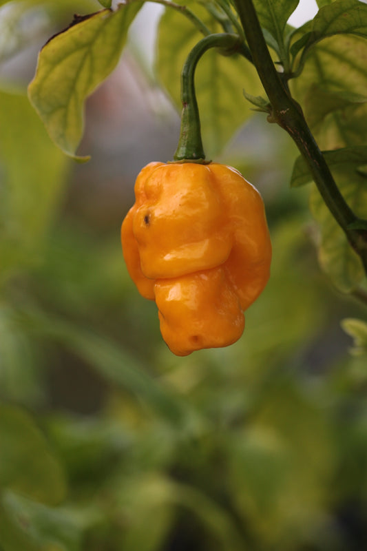 Trinidad 7 Pod Brain Strain