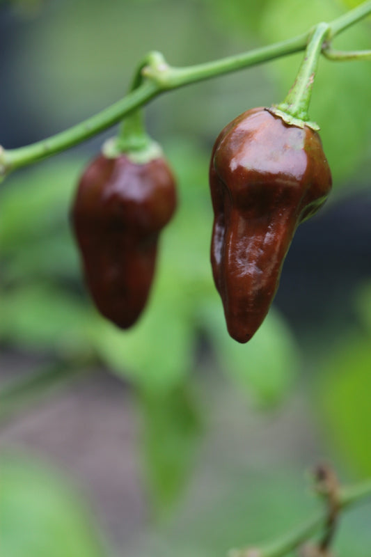 Devil's Tongue