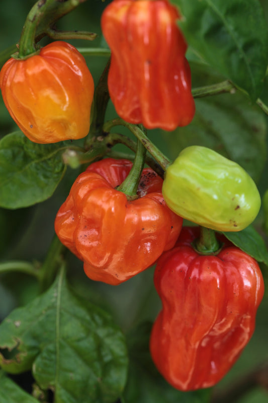 Aji Chombo