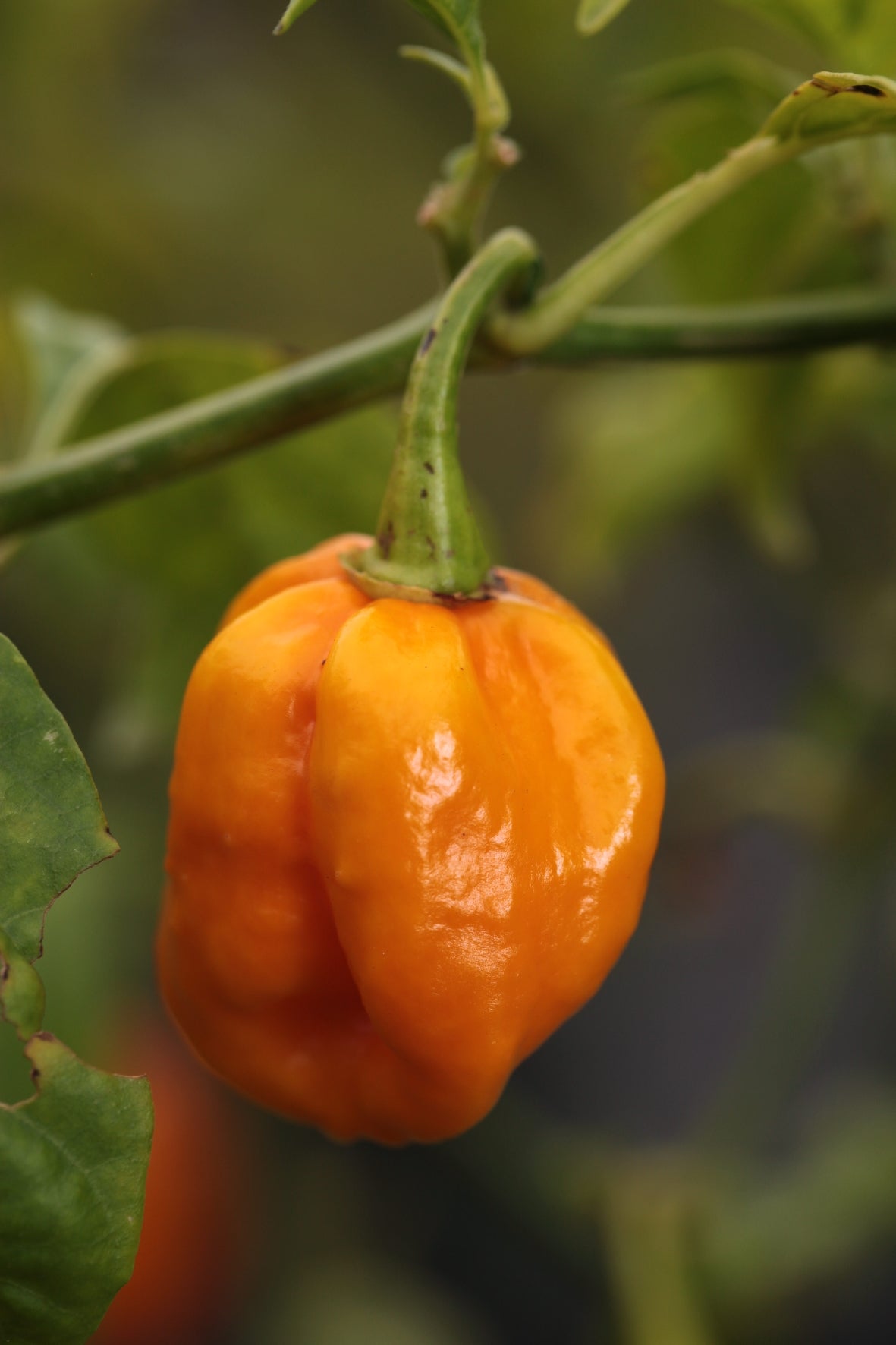 Trinidad 7 Pod