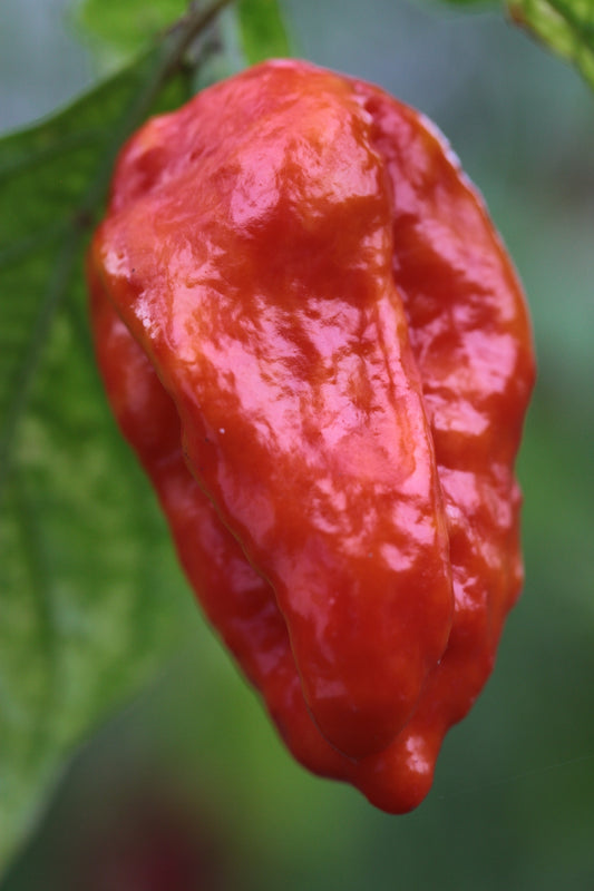 Bhutlah SLP