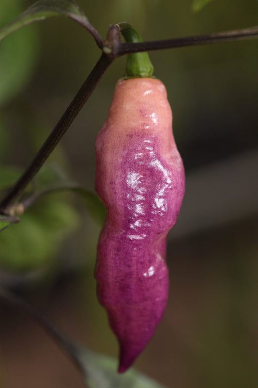 Pink Tiger Chilli