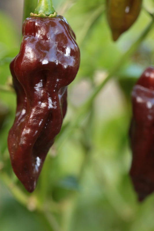 Habanero