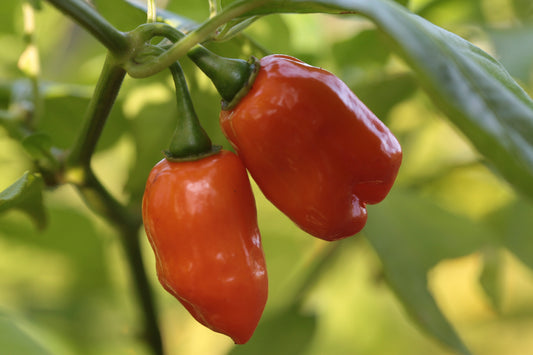 Trinidad 7 Pod Primo