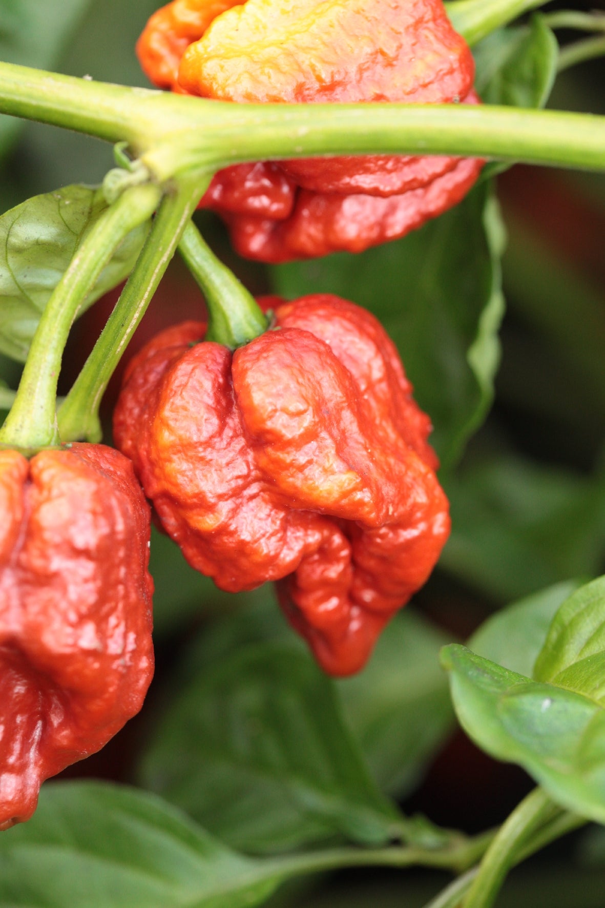 Trinidad Scorpion Moruga
