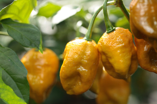 Bhutlah TCF