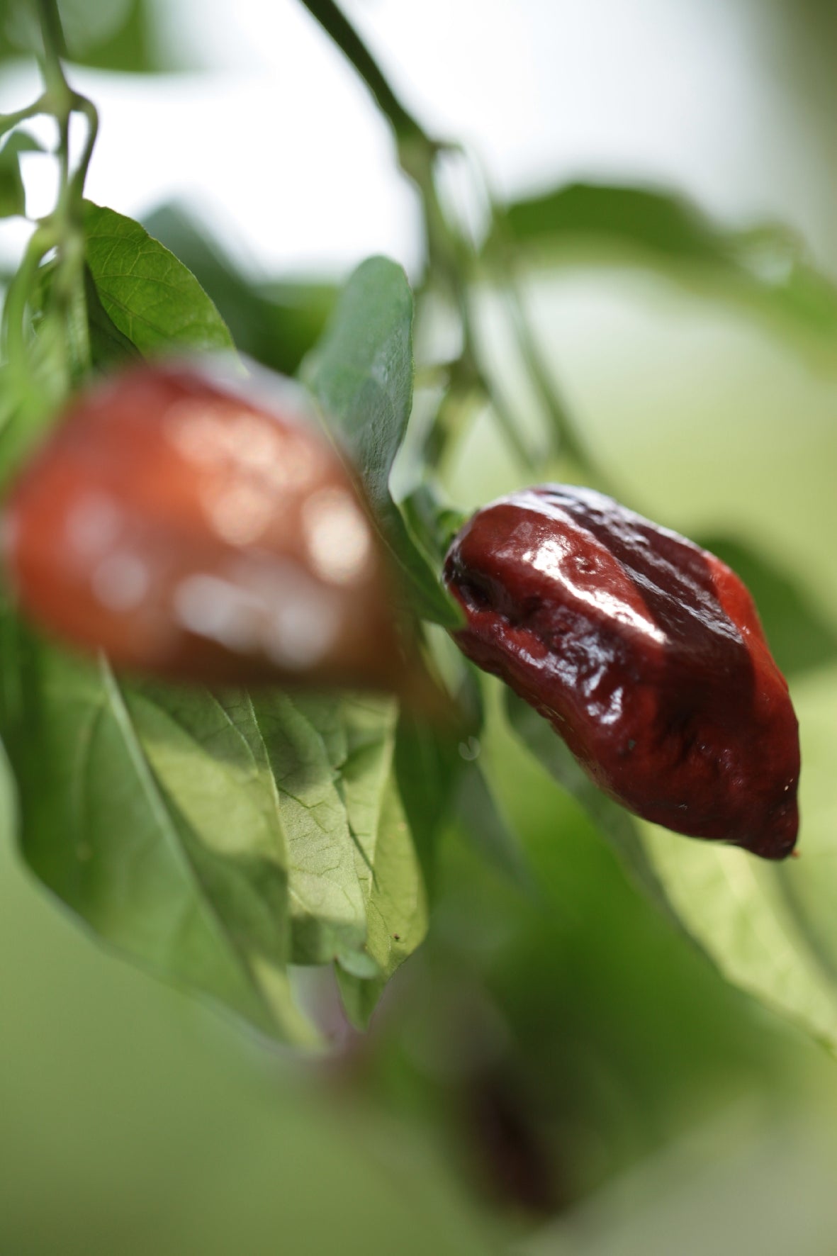 Bhutlah Steven Chocolate