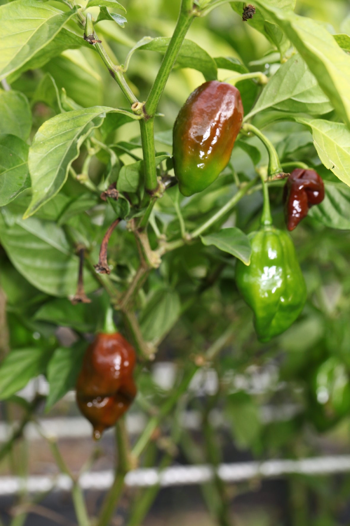 Carolina Reaper Cross Carbonero Chocolate