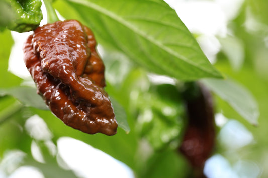 Trinidad 7 Pod Douglah Cross Naga Morich