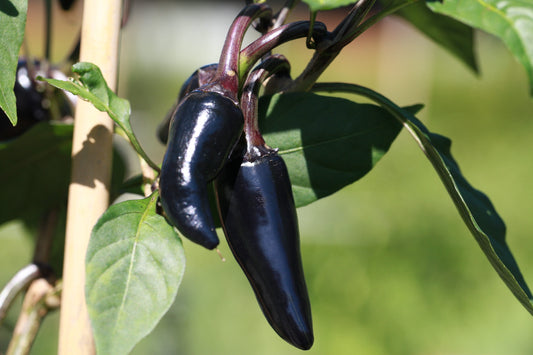 Hungarian Black