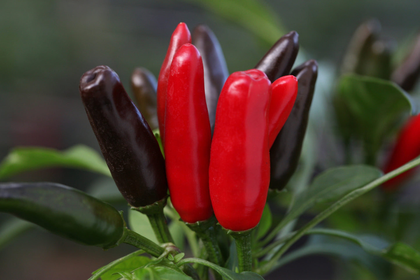 African Birds Eye (Piri Piri Chilli)