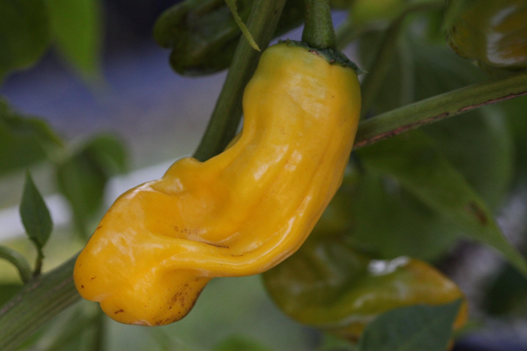 Peter Pepper Penis – The Chilli Factory