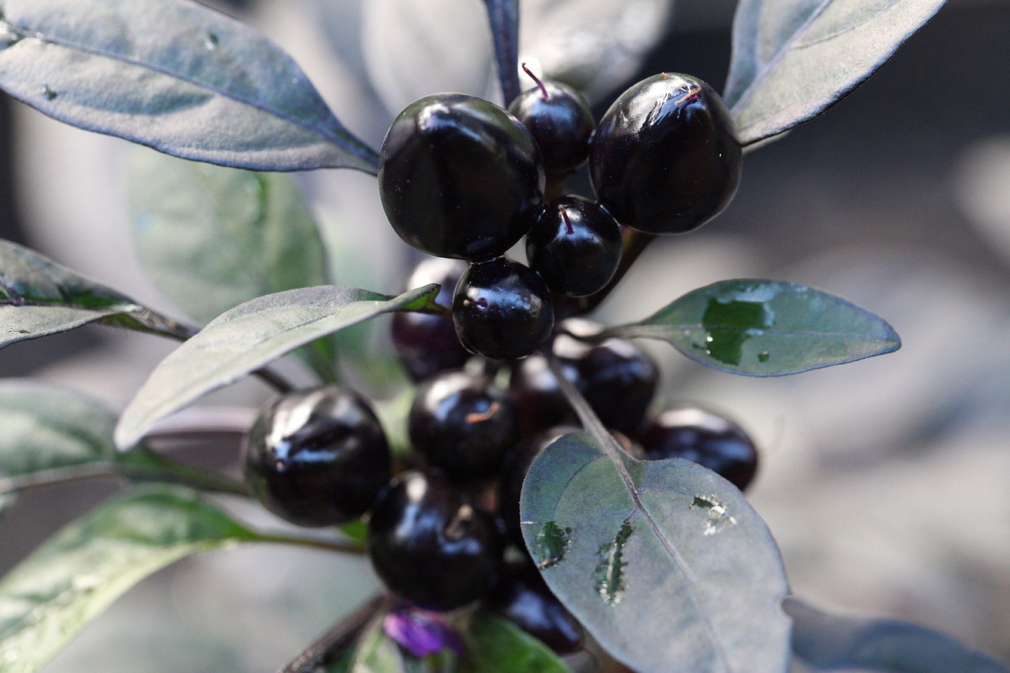 Black Pearl