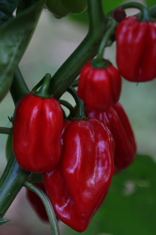 Habanero West Indies Red (Caribbean Red)