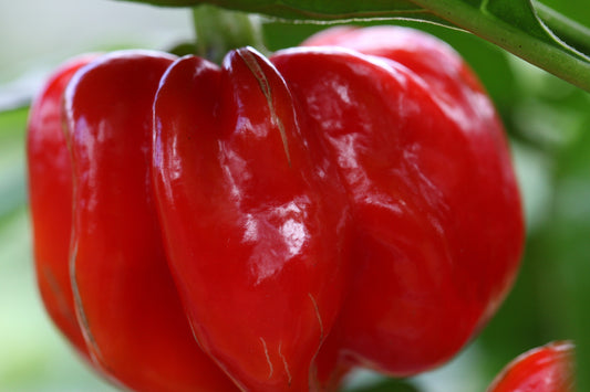 Habanero Red Savina Large