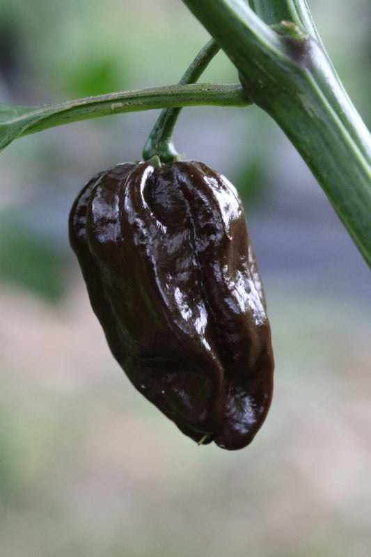 Habanero Brown Congo
