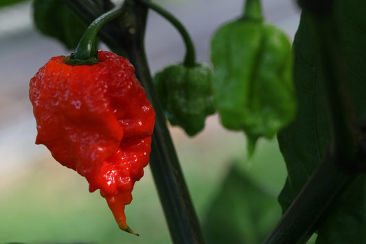 Carolina Reaper