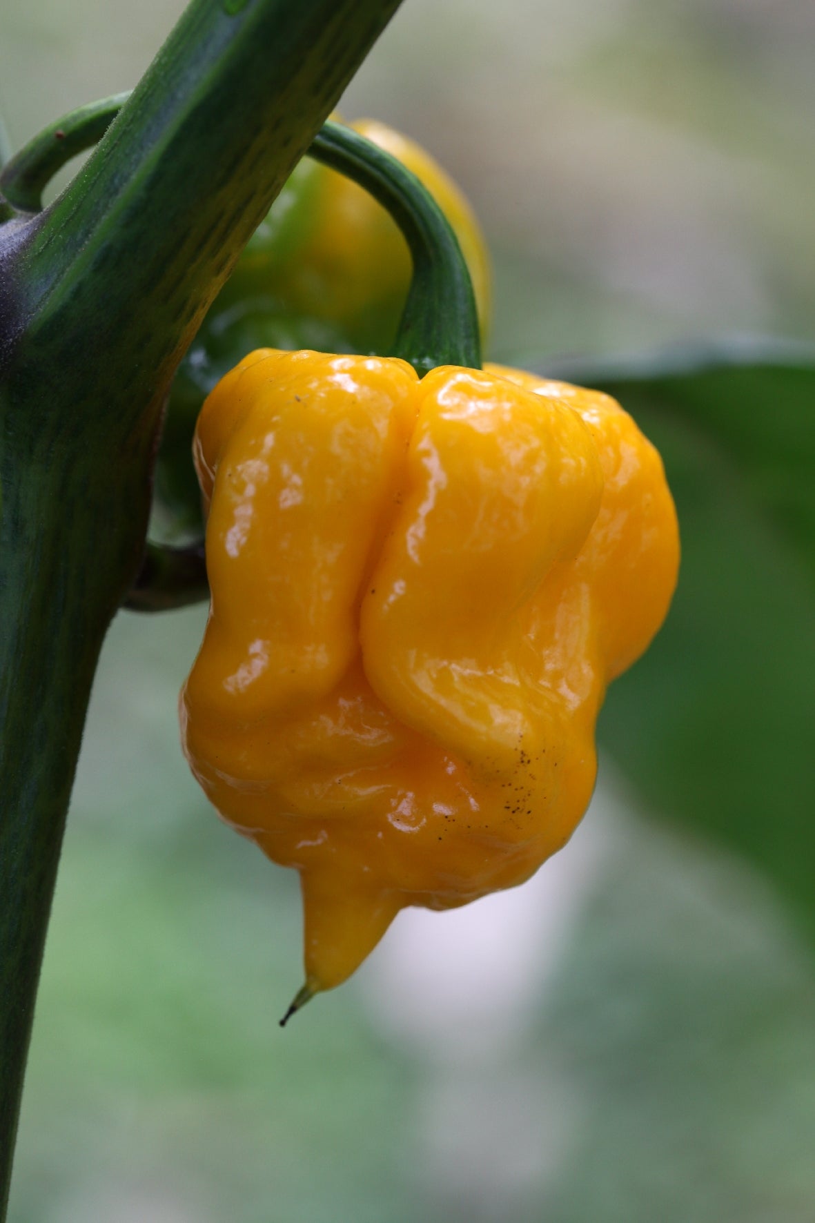 Trinidad Scorpion Moruga
