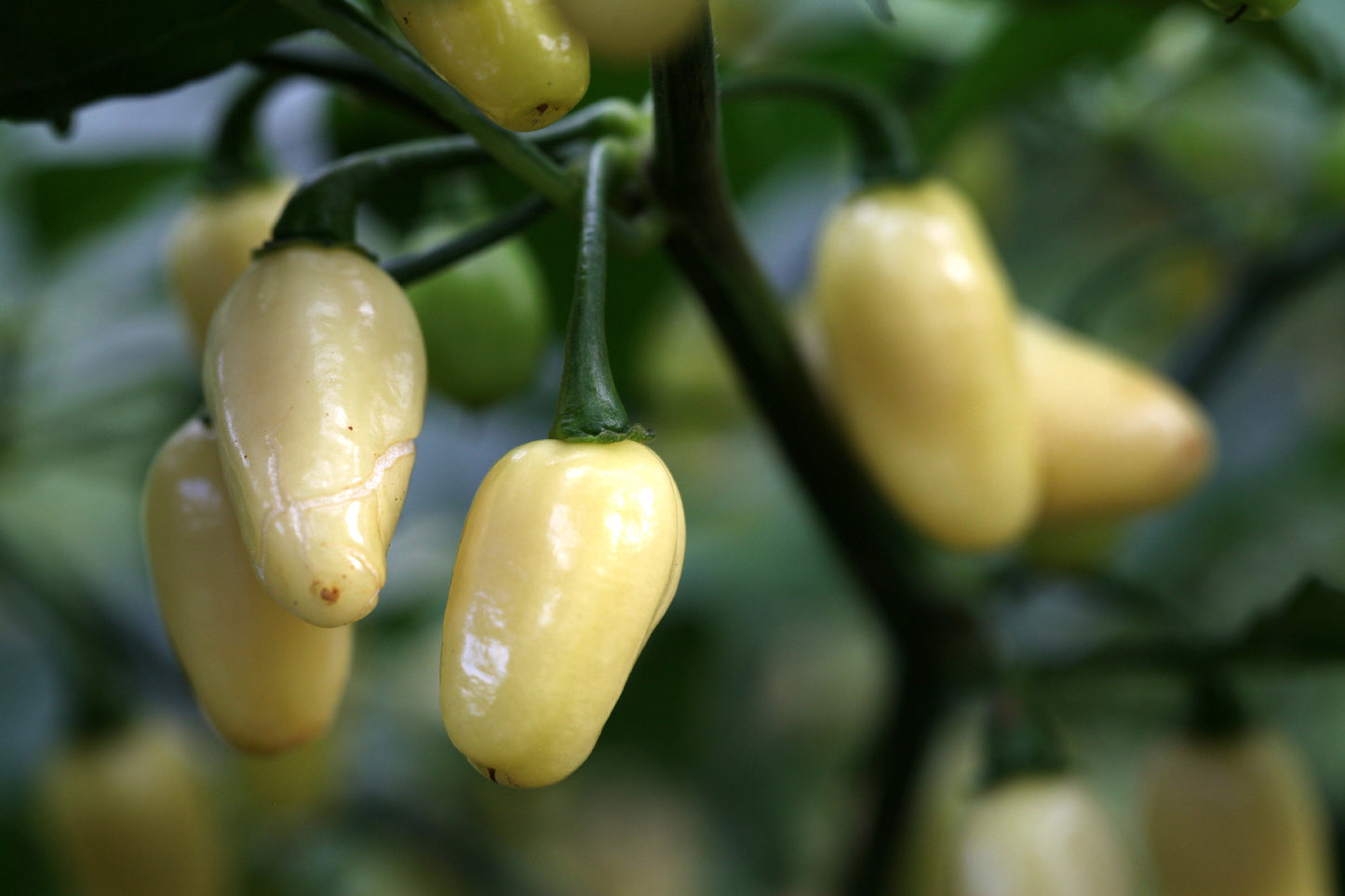Habanero White Jelly Bean Chilli