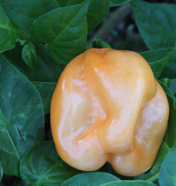 Trinidad 7 Pod